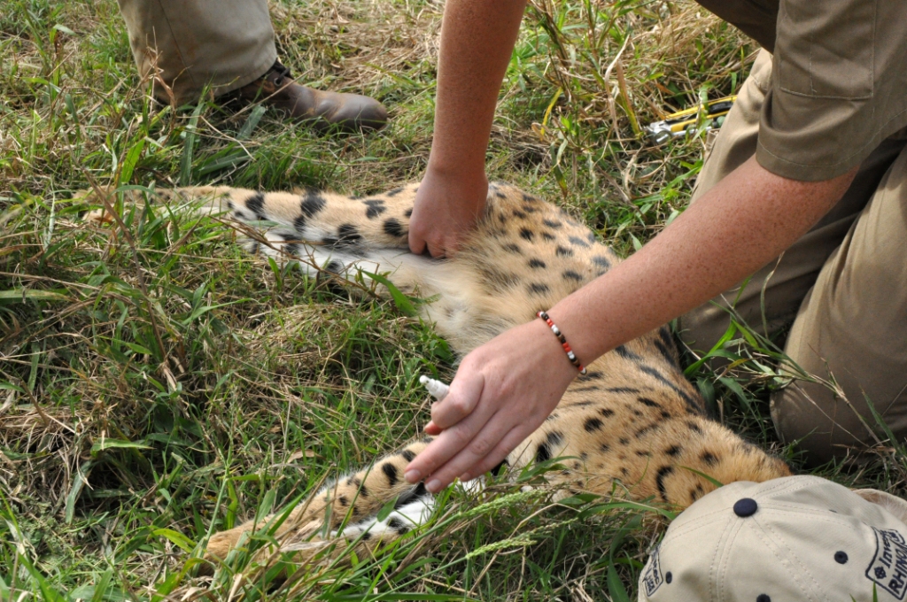 Serval Collaring Kariega Game Reserve Eastern Cape (1)