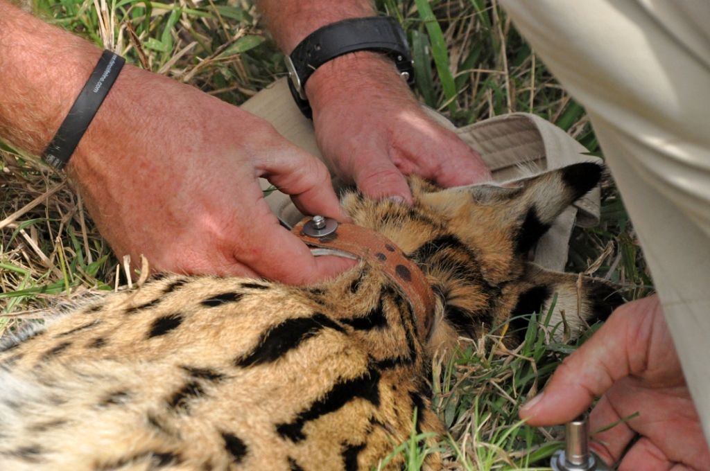 Serval Collaring Kariega Game Reserve Eastern Cape (4)