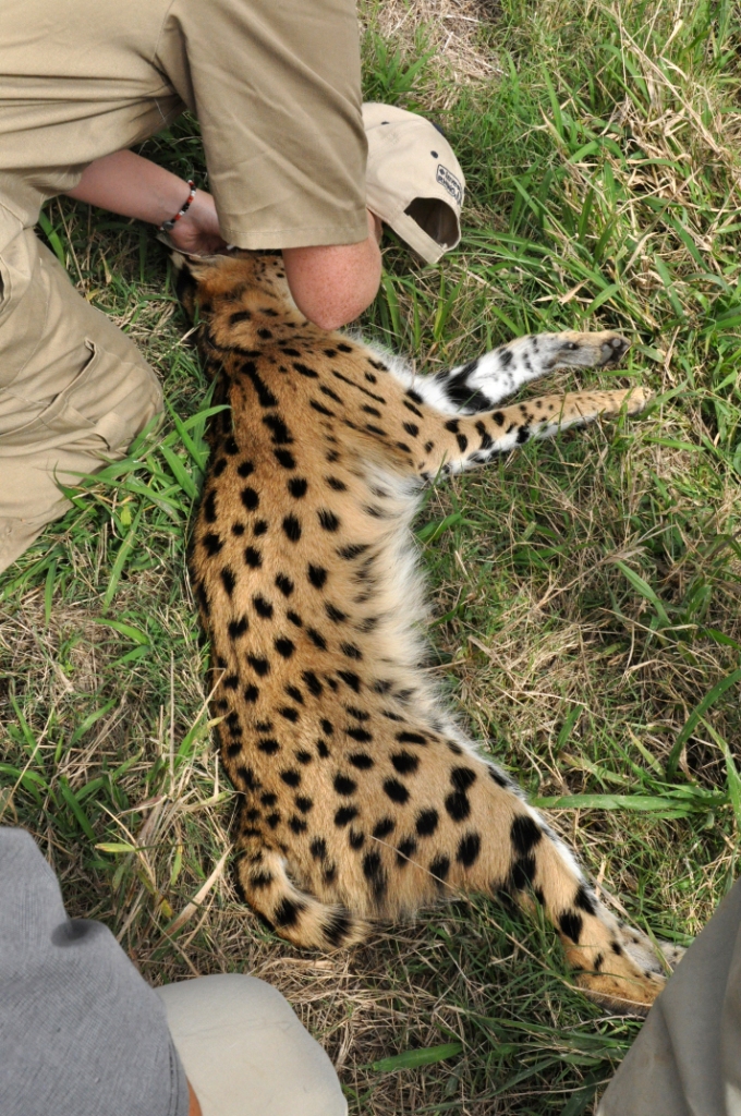 Serval Collaring Kariega Game Reserve Eastern Cape (9)