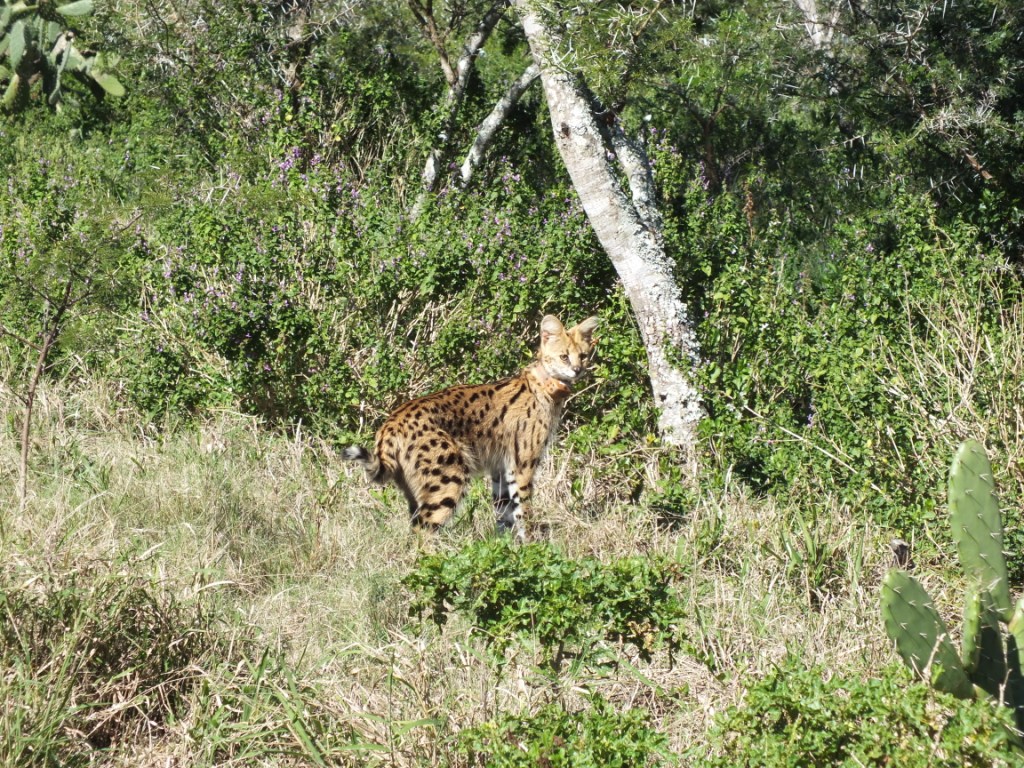 Female Serval Release Kariega Game Reserve Eastern Cape (1)