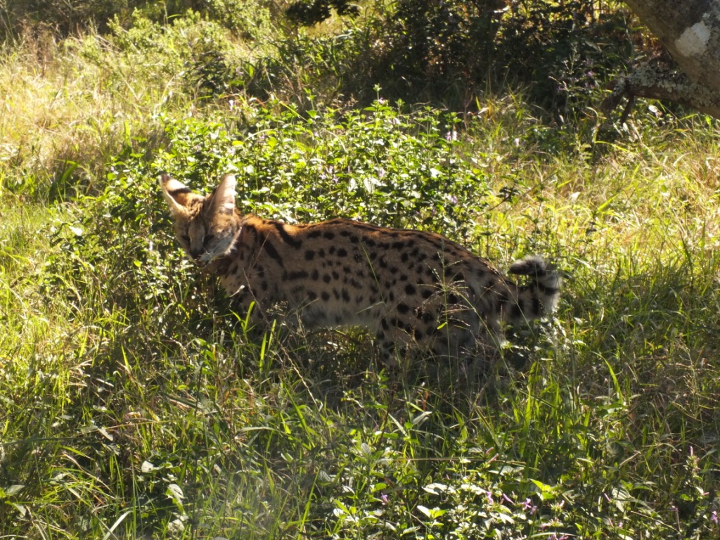 Female Serval Release Kariega Game Reserve Eastern Cape (2)