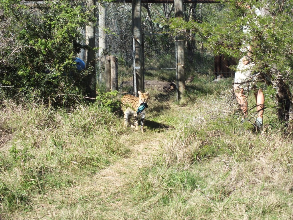 Female Serval Release Kariega Game Reserve Eastern Cape (3)