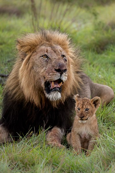 Full Mane Lion And Cub Kariega Game Reserve Eastern Cape B Jennings