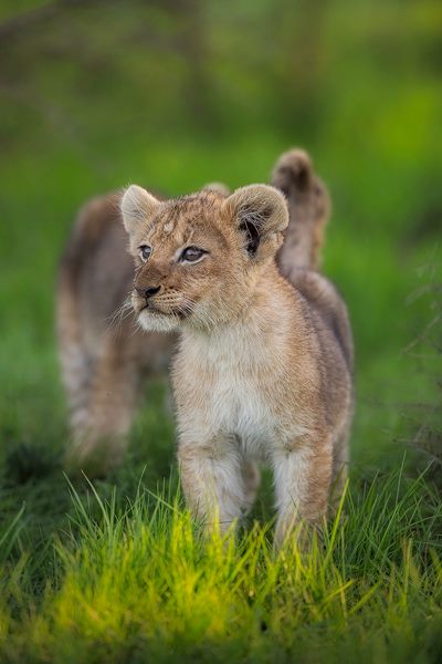 Lion Cub 2013 Kariega Game Reserve Eastern Cape Brendon Jennings