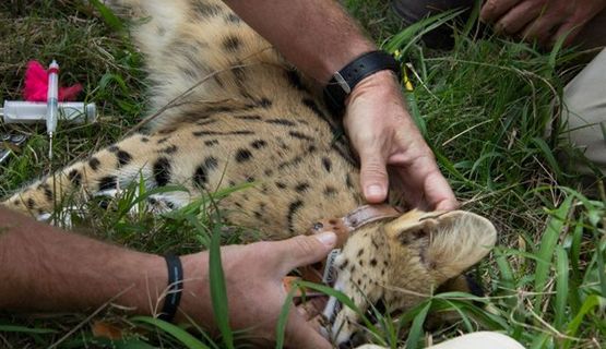 conservation volunteer game capture kariega game reserve 2013 (5).jpg