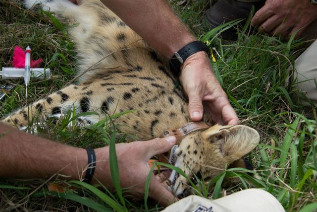 Conservation Volunteer Game Capture Kariega Game Reserve 2013 (5)