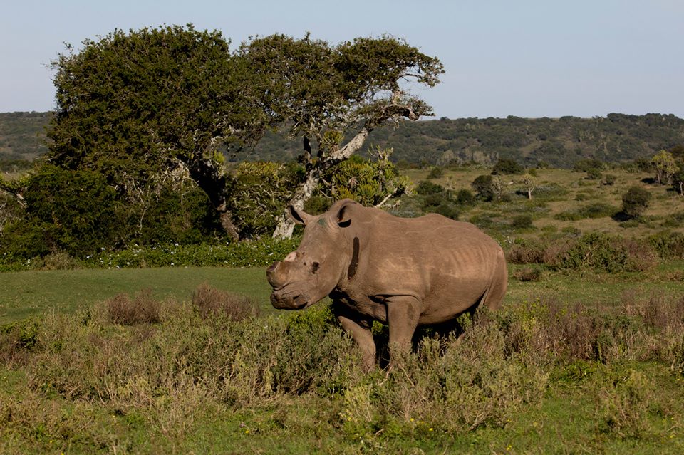 New Male Rhino Kariega Game Reserve Azel