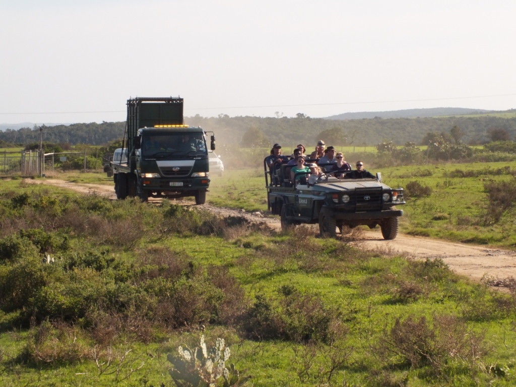 New Male Rhino Kariega Game Reserve J Loest (1)
