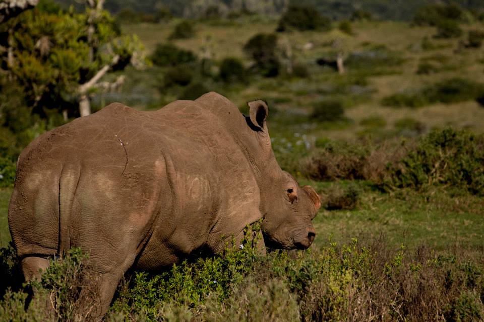 New Male Rhino Kariega Game Reserve Azel 3