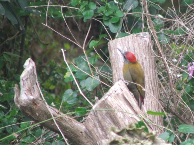 Olive Woodpecker Male Kariega Game Reserve  (1)