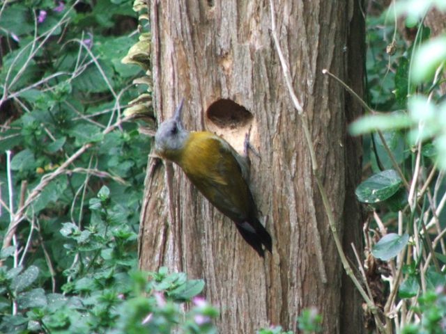 Olive Woodpecker Female  Kariega Game Reserve  (2)