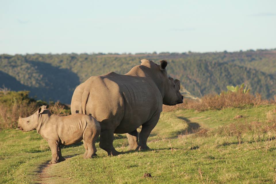 Two rhinos Kariega