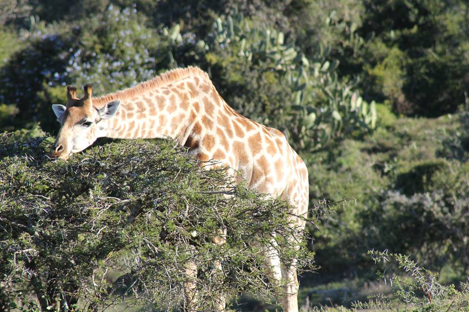 Giraffe Eating Kariega Game Reserve Eastern Cape Clause Wollmer (1)