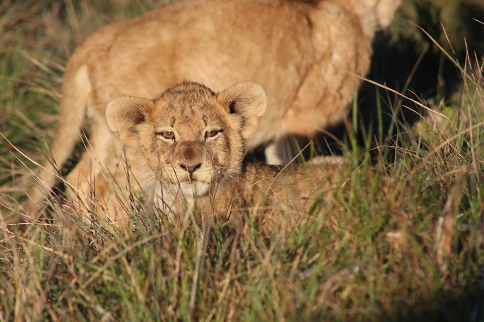 Lion Cub Kariega Game Reserve Eastern Cape Claus Wollmer  (2)