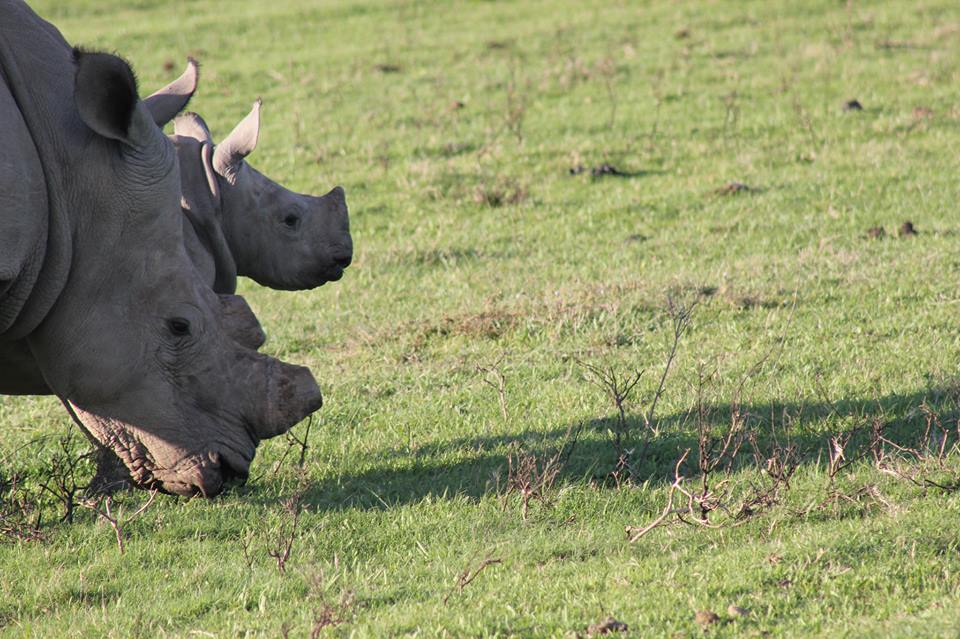 Rhino And Calf Kariega Game Reserve Eastern Cape Clause Wollmer 1