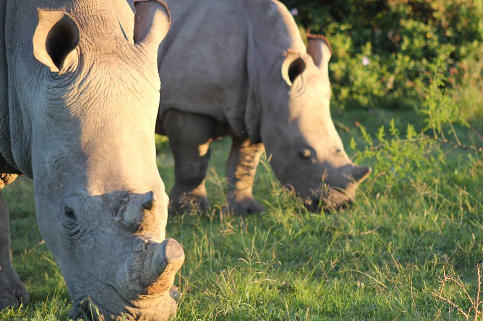 Rhino And Calf Grazing Kariega Game Reserve Eastern Cape Clause Wollmer