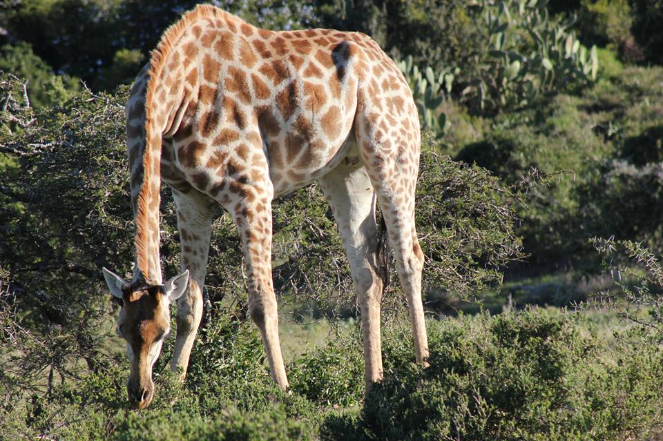 Giraffe Eating Kariega Game Reserve Eastern Cape Clause Wollmer (2)