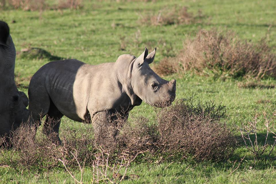 Rhino Calf Kariega Game Reserve Eastern Cape Claus Wollmer