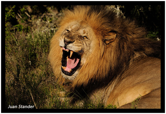 Lion 2010 Kariega Game Reserve Eastern Cape J Stander (5)