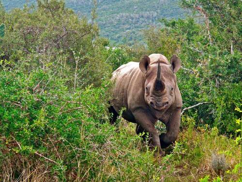 rhino kariega game reserve photo competition winner 2013.jpg