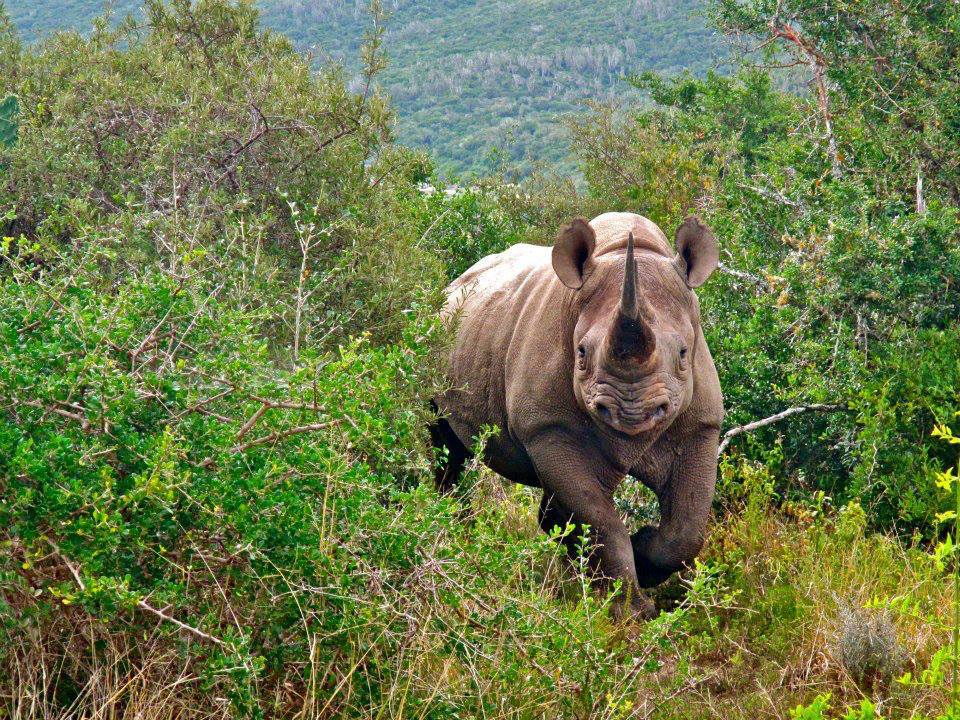 Rhino Kariega Game Reserve Photo Competition Winner 2013