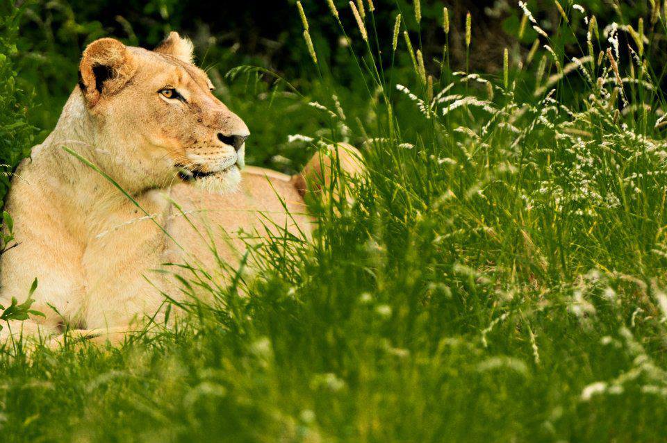Lioness In The Grass M Drummond Kariega Game Reserve Photo Competition