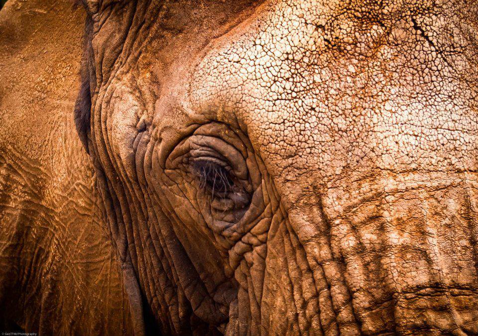 Elephant Eye G Mimosa Kariega Game Reserve Photo Competition