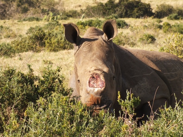 Thandi Kariega Rhino July2013