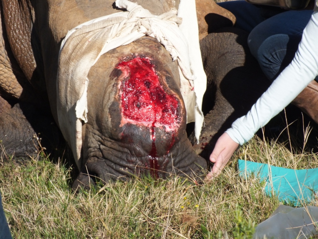 Rhino Thandi Procedure July 2013 Kariega Game Reserve Eastern Cape