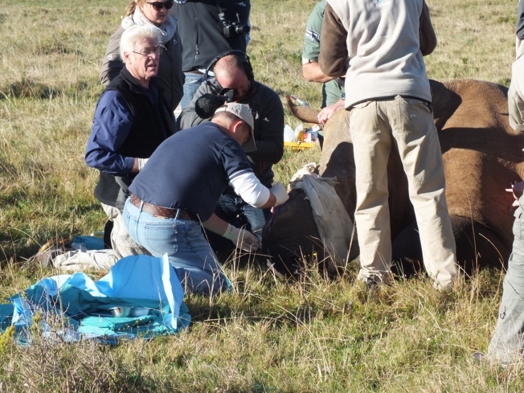 Thandi Procedure 22 July 2013 Kariega Game Reserve Eastern Cape (2)