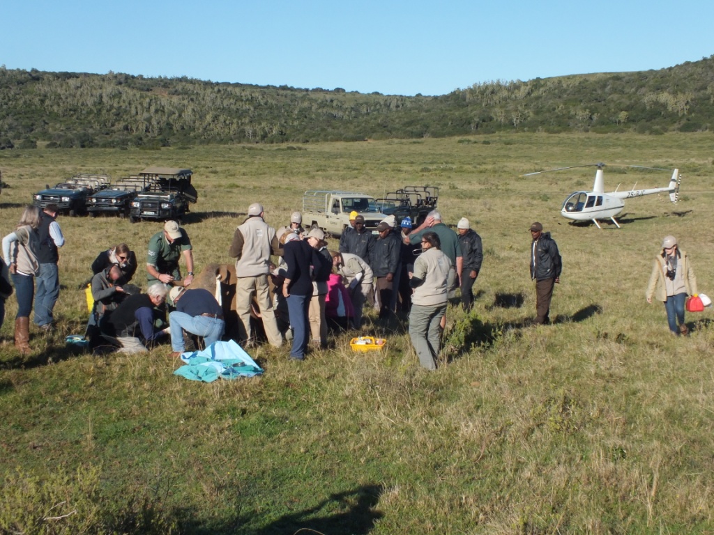 Thandi Procedure 22 July 2013 Kariega Game Reserve Eastern Cape (3)