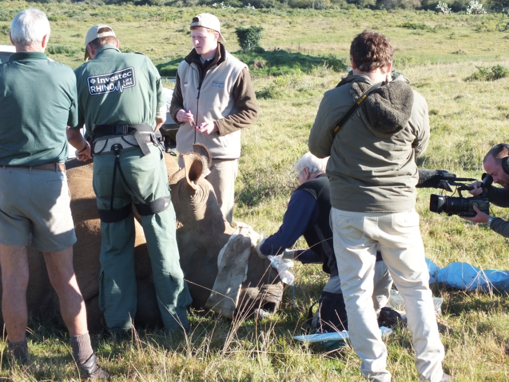 Thandi Procedure 22 July 2013 Kariega Game Reserve Eastern Cape (4)
