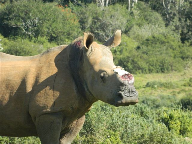 Kariega Rhino Thandi 250713 004