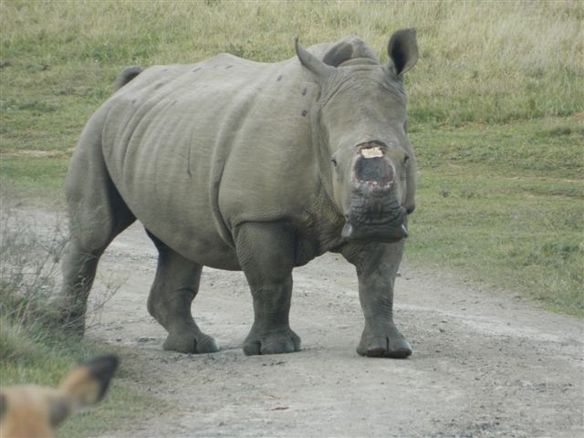 Kariega Rhino Thandi 250713 001