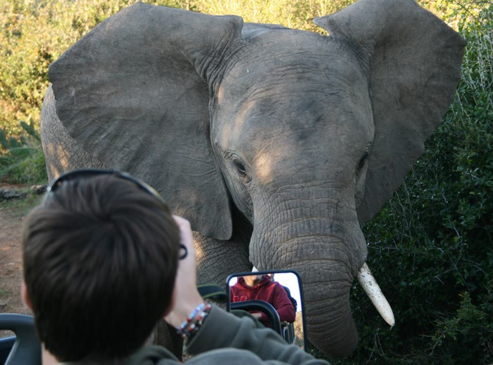 Kariega Elephant Close Yvonne