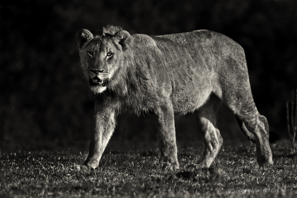 Black And White Lion Kariega Game Reserve Eastern Cape M Price