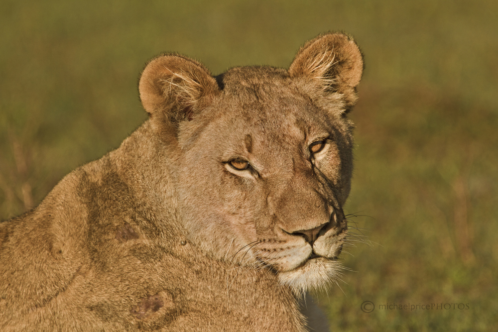 Lioness Kariega Game Reserve Eastern Cape M Price