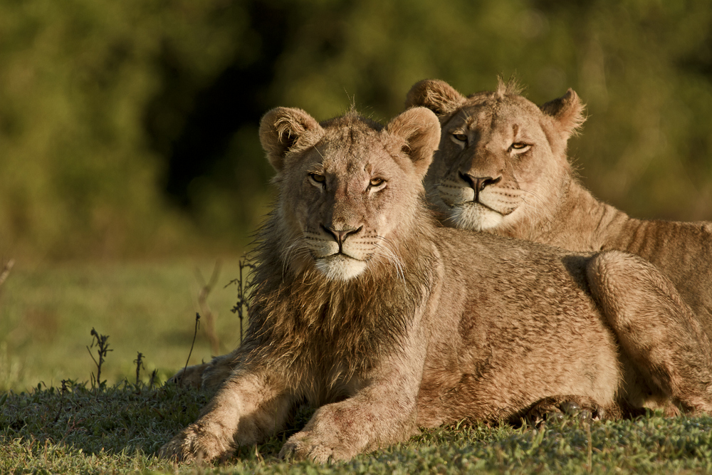 Sub Adult Lions Kariega Game Reserve Eastern Cape M Price