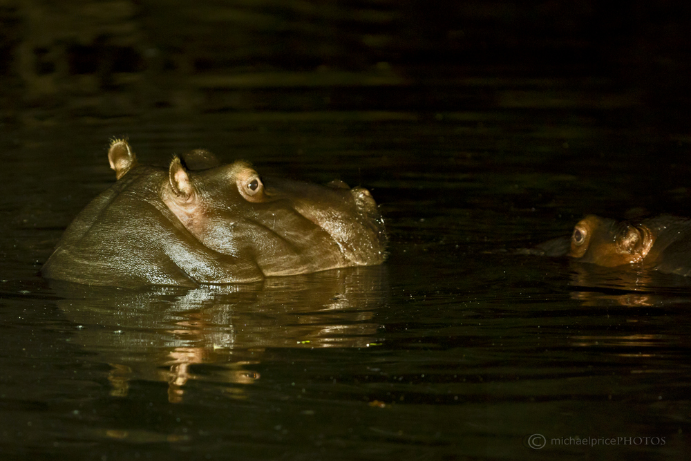 Hippo At Night Kariega Game Reserve Eastern Cape M Price 