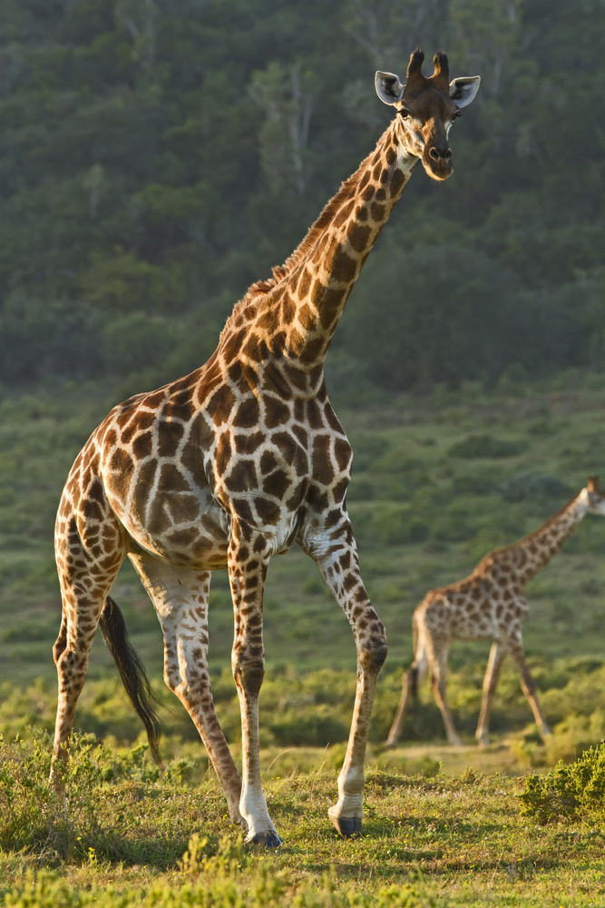 Giraffe Portrait Kariega Game Reserve Eastern Cape M Price