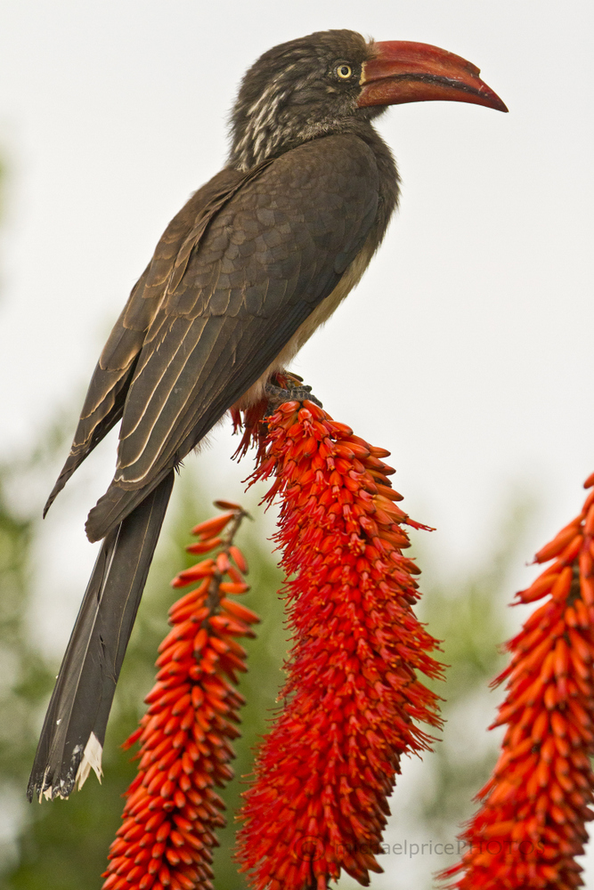 Hornbill Kariega Game Reserve Eastern Cape M Price