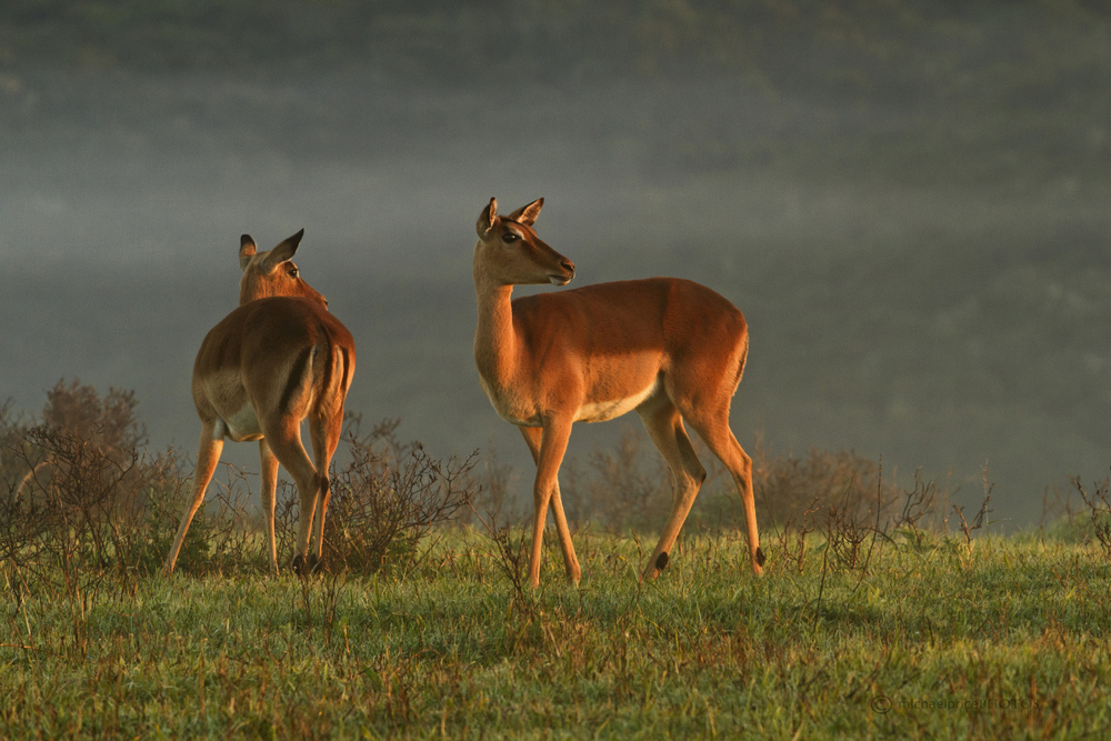 Impala Dusk Kariega Game Reserve Eastern Cape M Price