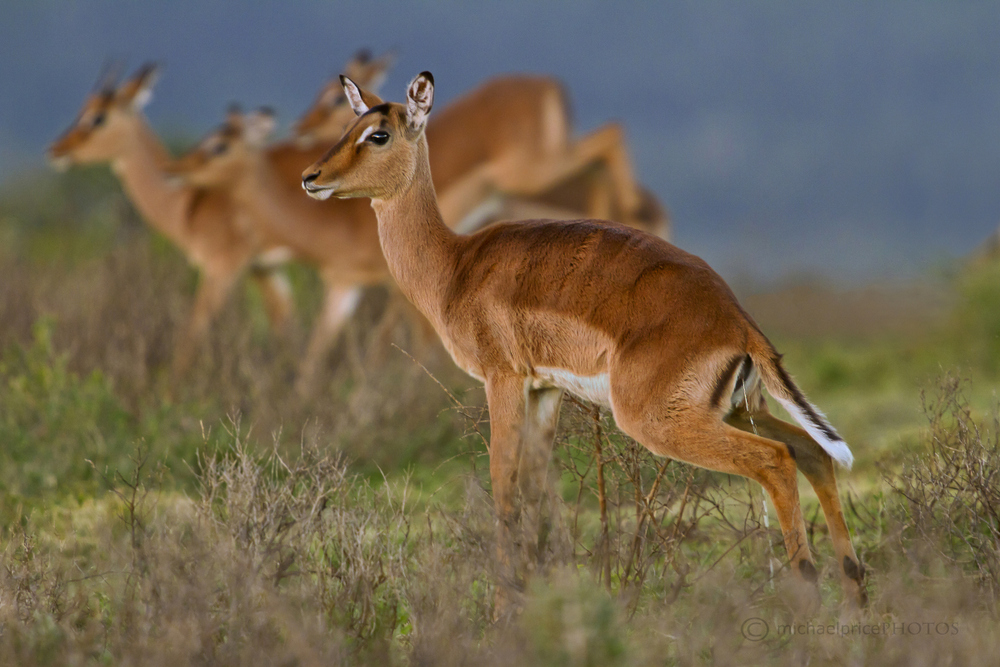 Impala Kariega Game Reserve Eastern Cape M Price
