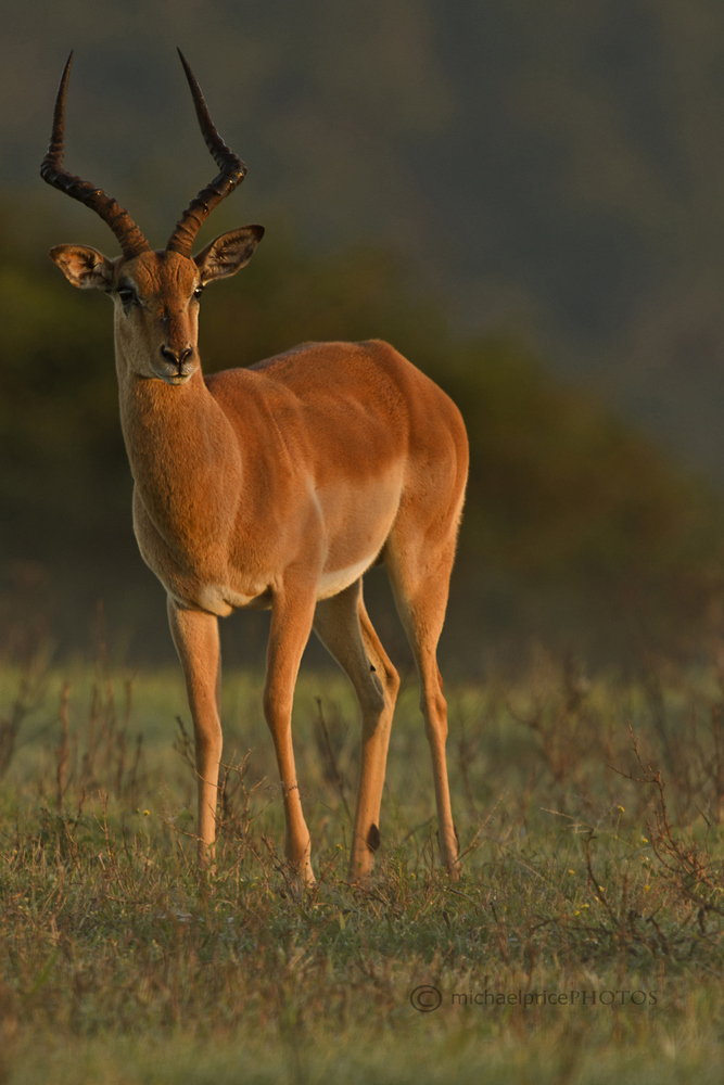Male Impala Kariega Game Reserve Eastern Cape M Price