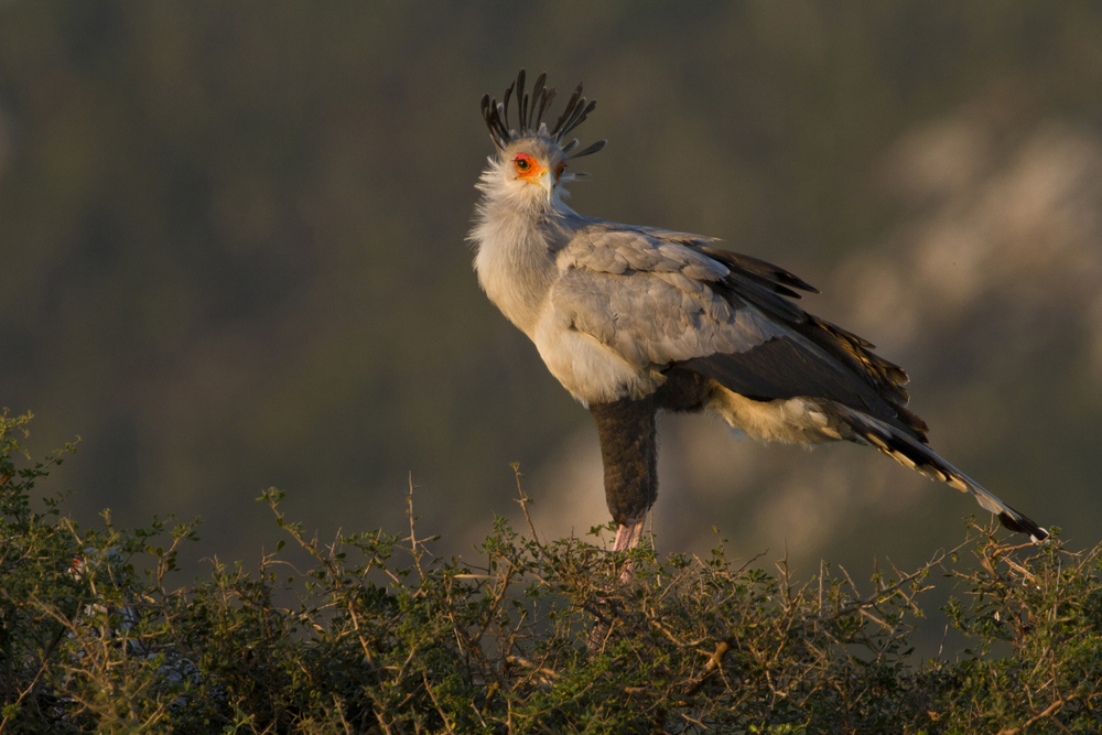 Secretary Bird Safari Sighting Kariega Game Reserve South Africa