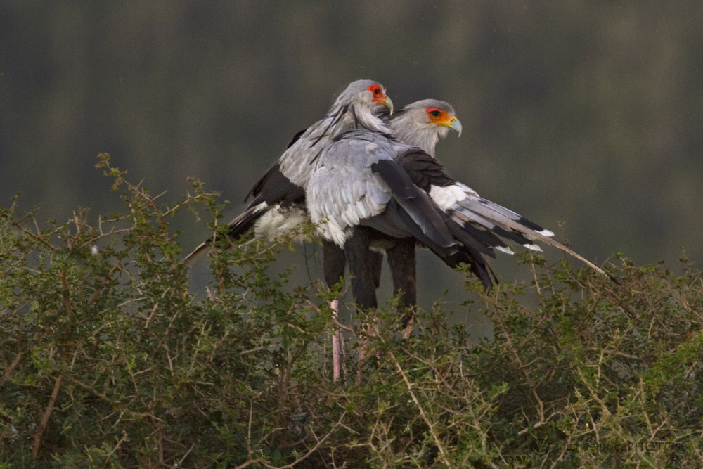 Secretary Birds 2 Kariega Game Reserve Eastern Cape M Price