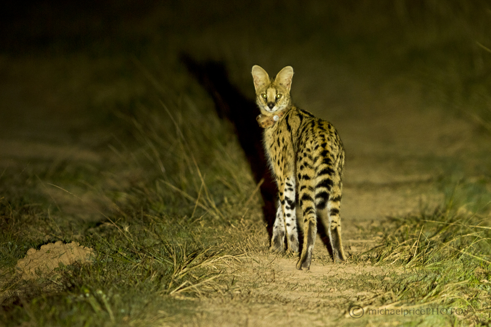 Serval Kariega Game Reserve Eastern Cape M Price