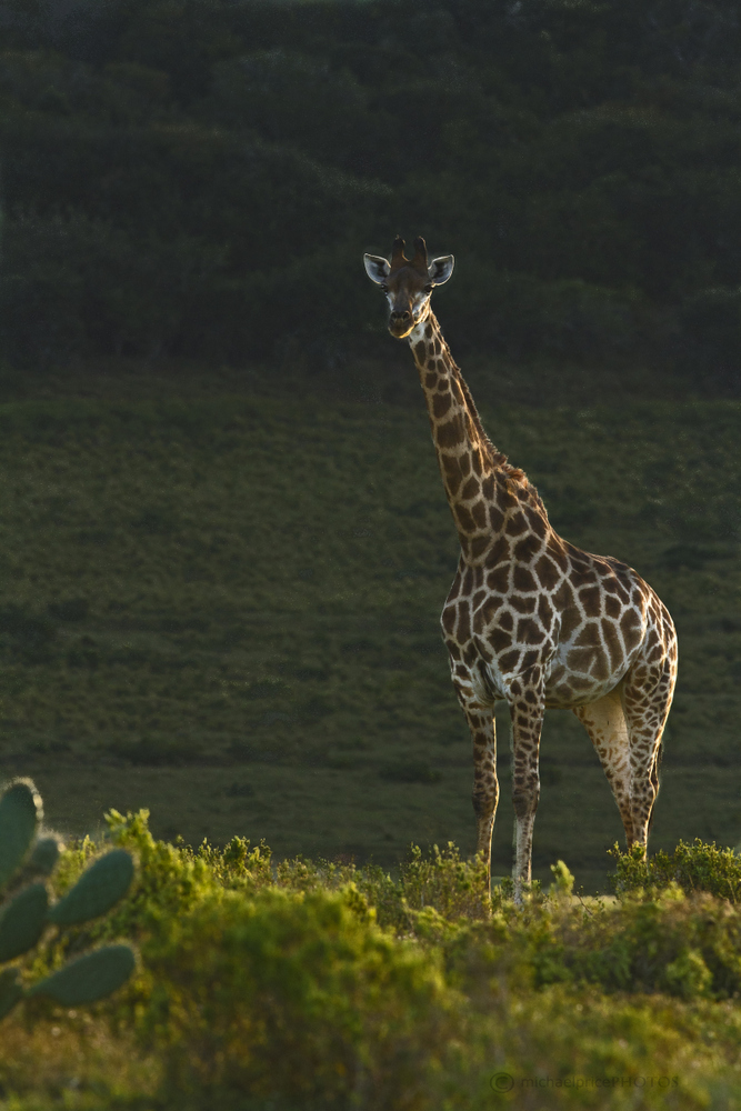 Stunning Giraffe Kariega Game Reserve Eastern Cape M Price   Copy
