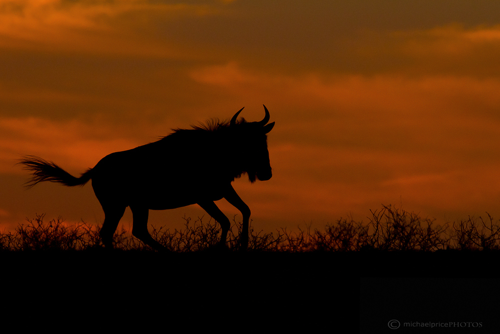 Wildebeest Sunset Silhouette Kariega Game Reserve Eastern Cape M Price