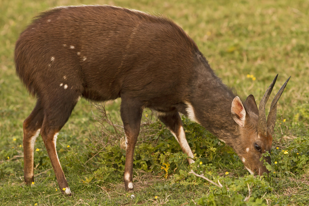 Young Antelope Kariega Game Reserve Eastern Cape M Price